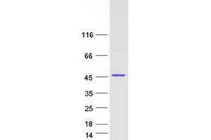 Validation with Western Blot