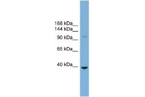 WB Suggested Anti-ST14 Antibody Titration:  0. (ST14 抗体  (Middle Region))