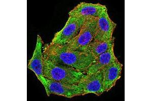 Immunofluorescence analysis of Hela cells using RBFOX3 mouse mAb (green). (NeuN 抗体  (AA 1-140))