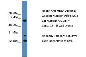 WB Suggested Anti-MNS1  Antibody Titration: 0. (MNS1 抗体  (N-Term))