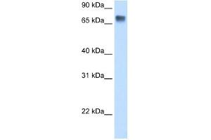 WB Suggested Anti-LSR Antibody Titration:  0. (LSR 抗体  (C-Term))