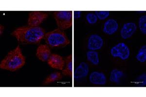 Immunofluorescence microscopy using 680-conjugated Fluorescent anti-mouse IgG Immunofluorescence microscopy of a-tubulin in A431 cells using 680-conjugated Fluorescent anti-mouse IgG for detection. (Fluorescent TrueBlot®: Anti-小鼠 Ig DyLight™ 680)