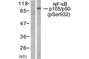 Western Blotting (WB) image for anti-Nuclear Factor of kappa Light Polypeptide Gene Enhancer in B-Cells 1 (NFKB1) (pSer932) antibody (ABIN2888480) (NFKB1 抗体  (pSer932))