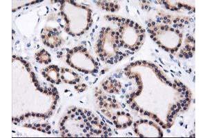 Image no. 1 for anti-Heme Oxygenase (Decycling) 2 (HMOX2) antibody (ABIN1498691) (HMOX2 抗体)