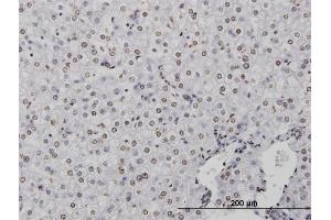 Immunoperoxidase of monoclonal antibody to CSTB on formalin-fixed paraffin-embedded human liver. (CSTB 抗体  (AA 1-98))