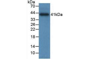Western blot analysis of recombinant Human TPS. (TPSAB1 抗体  (AA 161-262))