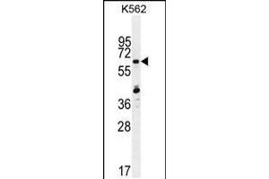Western blot analysis in K562 cell line lysates (35ug/lane). (ZNF619 抗体  (N-Term))