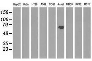 Image no. 3 for anti-rho GTPase Activating Protein 25 (ARHGAP25) antibody (ABIN1496707) (ARHGAP25 抗体)