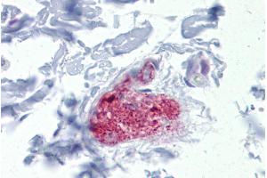 Immunohistochemistry with Colon, submucosal plexus tissue at an antibody concentration of 5µg/ml using anti-NOTCH4 antibody (ARP32052_P050) (NOTCH4 抗体  (Middle Region))