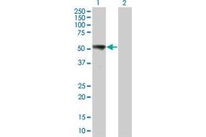 Western Blot analysis of MAP2K7 expression in transfected 293T cell line by MAP2K7 monoclonal antibody (M05), clone 6A4. (MAP2K7 抗体  (AA 1-99))
