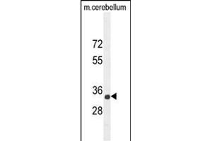 CADM1 Antibody (N-term) (ABIN654660 and ABIN2844356) western blot analysis in mouse cerebellum tissue lysates (35 μg/lane).