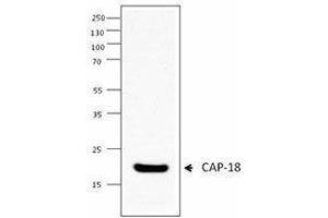 Western Blotting (WB) image for anti-Cathelicidin Antimicrobial Peptide (CAMP) (AA 115-121) antibody (ABIN2666321) (Cathelicidin 抗体  (AA 115-121))