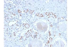 Formalin-fixed, paraffin-embedded human Kidney stained with PAX8 Recombinant Rabbit Monoclonal Antibody (PAX8/2774R). (Recombinant PAX8 抗体  (AA 60-261))