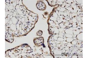Image no. 1 for anti-Hook Homolog 3 (HOOK3) (AA 622-719) antibody (ABIN599601) (HOOK3 抗体  (AA 622-719))