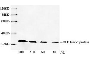 Western blot analysis of GFP fusion protein using 1 µg/mL Rabbit Anti-GFP Polyclonal Antibody (ABIN398857) The signal was developed with IRDyeTM 800 Conjugated Goat Anti-Rabbit IgG. (GFP 抗体)
