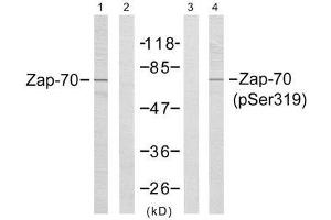 Western blot analysis of extracts from Jurkat cells,using Zap-70 (Ab-319) antibody (E021173, Line1 and 2) and Zap-70 (phospho-Tyr319) antibody (E011159, Line 3 and 4). (ZAP70 抗体)