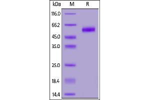 Biotinylated Human NKG2A&CD94, Fc,Avitag™ on  under reducing (R) condition. (NKG2A & CD94 (AA 113-233), (AA 57-179) (Active) protein (Fc Tag,AVI tag,Biotin))