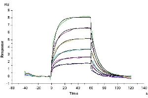 Surface Plasmon Resonance (SPR) image for Poliovirus Receptor-Related Immunoglobulin Domain Containing (PVRIG) (AA 35-165) protein (Fc-Avi Tag,Biotin) (ABIN7275508)