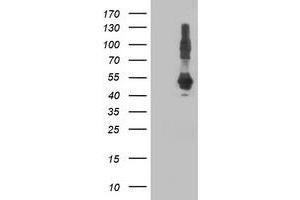 Western Blotting (WB) image for anti-DnaJ (Hsp40) Homolog, Subfamily A, Member 2 (DNAJA2) antibody (ABIN1497865) (DNAJA2 抗体)