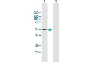Western Blot analysis of YBX2 expression in transfected 293T cell line by YBX2 MaxPab polyclonal antibody. (YBX2 抗体  (AA 1-364))