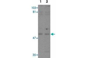 Western blot analysis of KPNA3 in EL4 cell lysate with KPNA3 polyclonal antibody  at (1) 1 and (2) 2 ug/mL. (KPNA3 抗体  (C-Term))