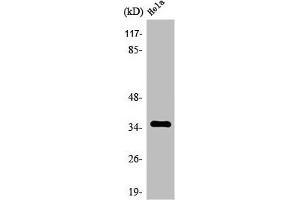 Western Blot analysis of HuvEc cells using Olfactory receptor 8J3 Polyclonal Antibody (OR8J3 抗体  (C-Term))