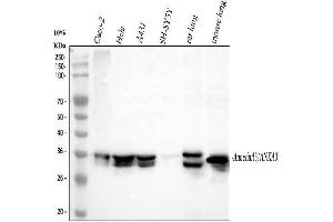 Western blot analysis of Annexin A3 using anti-Annexin A3 antibody (ABIN3043501).