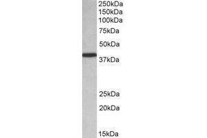 AP22435PU-N PCBP1 antibody staining of HeLa lysate at 0. (PCBP1 抗体  (Internal Region))