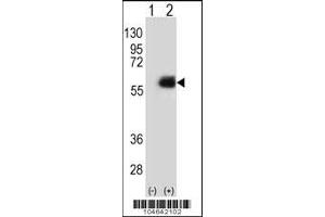 Western blot analysis of NMT2 using rabbit polyclonal NMT2 Antibody (E31) using 293 cell lysates (2 ug/lane) either nontransfected (Lane 1) or transiently transfected (Lane 2) with the NMT2 gene. (NMT2 抗体  (N-Term))