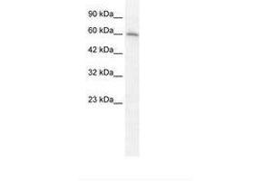 Image no. 1 for anti-Cholinergic Receptor, Nicotinic, alpha 7 (Neuronal) (CHRNA7) (AA 398-447) antibody (ABIN202673) (CHRNA7 抗体  (AA 398-447))