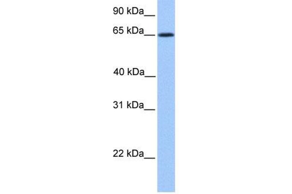 ZNF837 抗体  (N-Term)