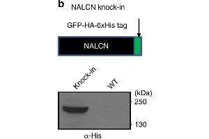 A knock-in mouse line with NALCN tagged with GFP, HA, and His tags (NALCN-GFP-HA-His mice). (His Tag 抗体)