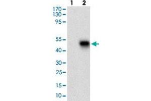Western blot analysis of Lane 1: Negative control [HEK293 cell lysate]; Lane 2: Over-expression lysate [PLA2G12A (AA: 21-189)-hIgGFc transfected HEK293 cells] with PLA2G12A monoclonal antibody, clone 3H2C11  at 1:500-1:2000 dilution. (PLA2G12A 抗体  (AA 21-189))