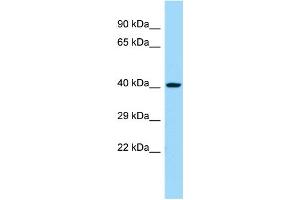 Host:  Rabbit  Target Name:  Chst11  Sample Type:  Mouse Stomach lysates  Antibody Dilution:  1. (CHST11 抗体  (N-Term))