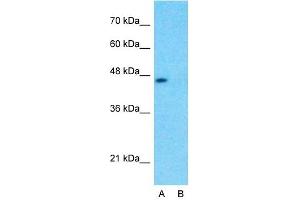 Western Blotting (WB) image for anti-Wntless Homolog (WLS) (N-Term) antibody (ABIN2781859)