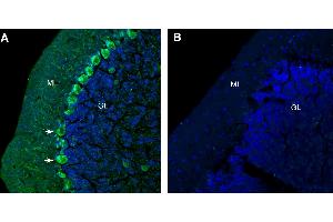 Free-floating frozen brain sections from a paraformaldehyde-perfused mouse were incubated with Anti-GlyT1 (SLC6A9) (extracellular) Antibody (ABIN7043261, 1:300), followed by goat anti-rabbit secondary antibody conjugated to Alexa Fluor® 488 (green). (GLYT1 抗体  (2nd Extracellular Loop))