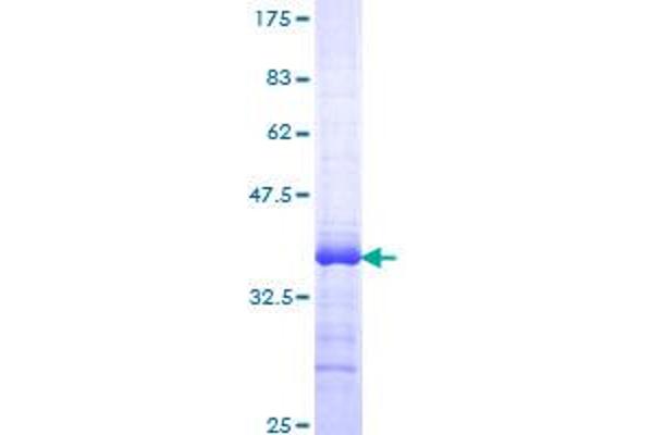 ZBTB16 Protein (AA 381-480) (GST tag)