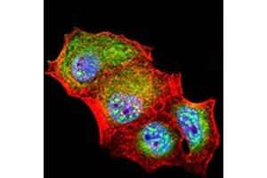 Immunofluorescence analysis of Hela cells using CD307E mouse mAb (green). (FCRL5 抗体  (AA 16-158))