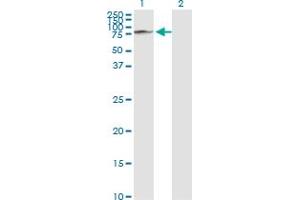Western Blot analysis of GLB1 expression in transfected 293T cell line by GLB1 monoclonal antibody (M01), clone 6E7. (GLB1 抗体  (AA 578-677))