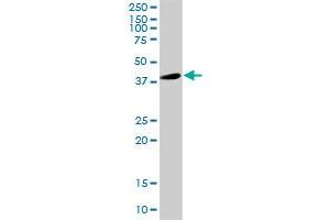 GFAP MaxPab rabbit polyclonal antibody. (GFAP 抗体  (AA 1-432))