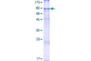 SLC43A2 Protein (AA 1-569) (GST tag)