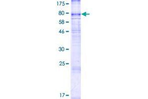 SLC43A2 Protein (AA 1-569) (GST tag)