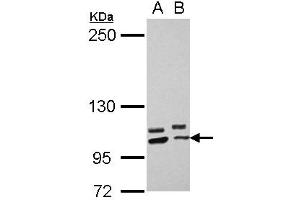 Western Blotting (WB) image for anti-Protocadherin alpha 10 (PCDHA10) (N-Term) antibody (ABIN1494059) (PCDHA10 抗体  (N-Term))