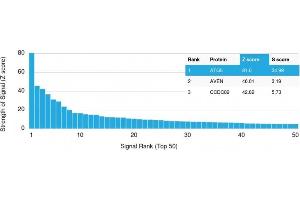 Analysis of Protein Array containing more than 19,000 full-length human proteins using ATG5 Mouse Monoclonal Antibody (ATG5/2101). (ATG5 抗体  (AA 1-119))