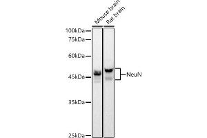 Western blot analysis of extracts of various cell lines, using NeuN Rabbit mAb antibody (ABIN7270098) at 1:1000 dilution. (NeuN 抗体)