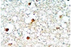 Human brain tissue was stained by Rabbit Anti-Neuropeptide S (1-10) Antibody (NPS 抗体  (AA 1-10))