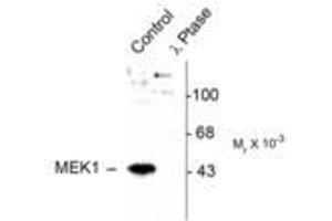 Image no. 1 for anti-Mitogen-Activated Protein Kinase Kinase 1 (MAP2K1) (pThr386) antibody (ABIN221148) (MEK1 抗体  (pThr386))