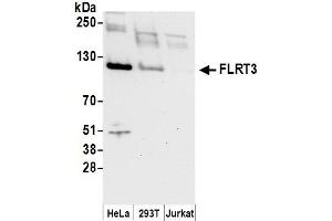 anti-Fibronectin Leucine Rich Transmembrane Protein 3 (FLRT3) (AA 375-425) antibody
