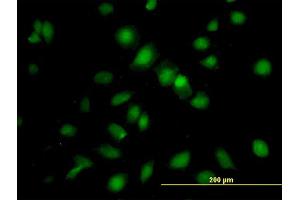 Immunofluorescence (IF) image for anti-RNA Binding Motif, Single Stranded Interacting Protein 1 (RBMS1) (AA 1-406) antibody (ABIN948392)