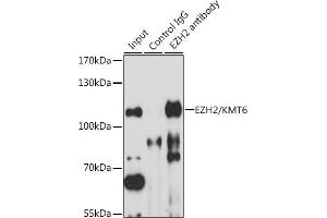 Immunoprecipitation analysis of 200 μg extracts of HT-29 cells, using 3 μg EZH2/KMT6 antibody (ABIN6133510, ABIN6140394, ABIN6140397 and ABIN6218016). (EZH2 抗体  (AA 50-150))